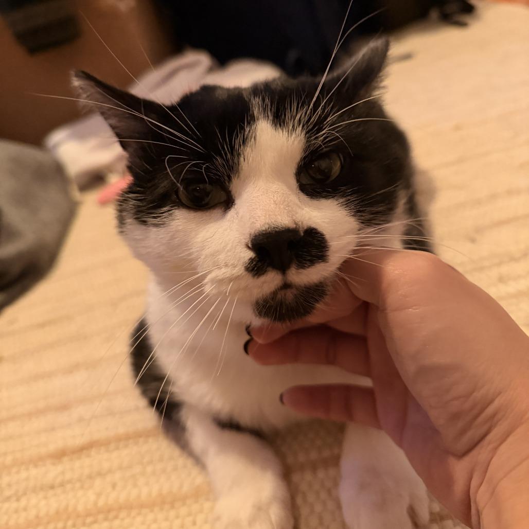 Pedro, Adoptable, Adult Male Domestic Short Hair.