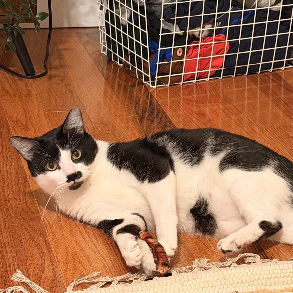 Enlarge Pedro, a Adoptable Domestic Short Hair in PITTSBURGH, PA image 2/4