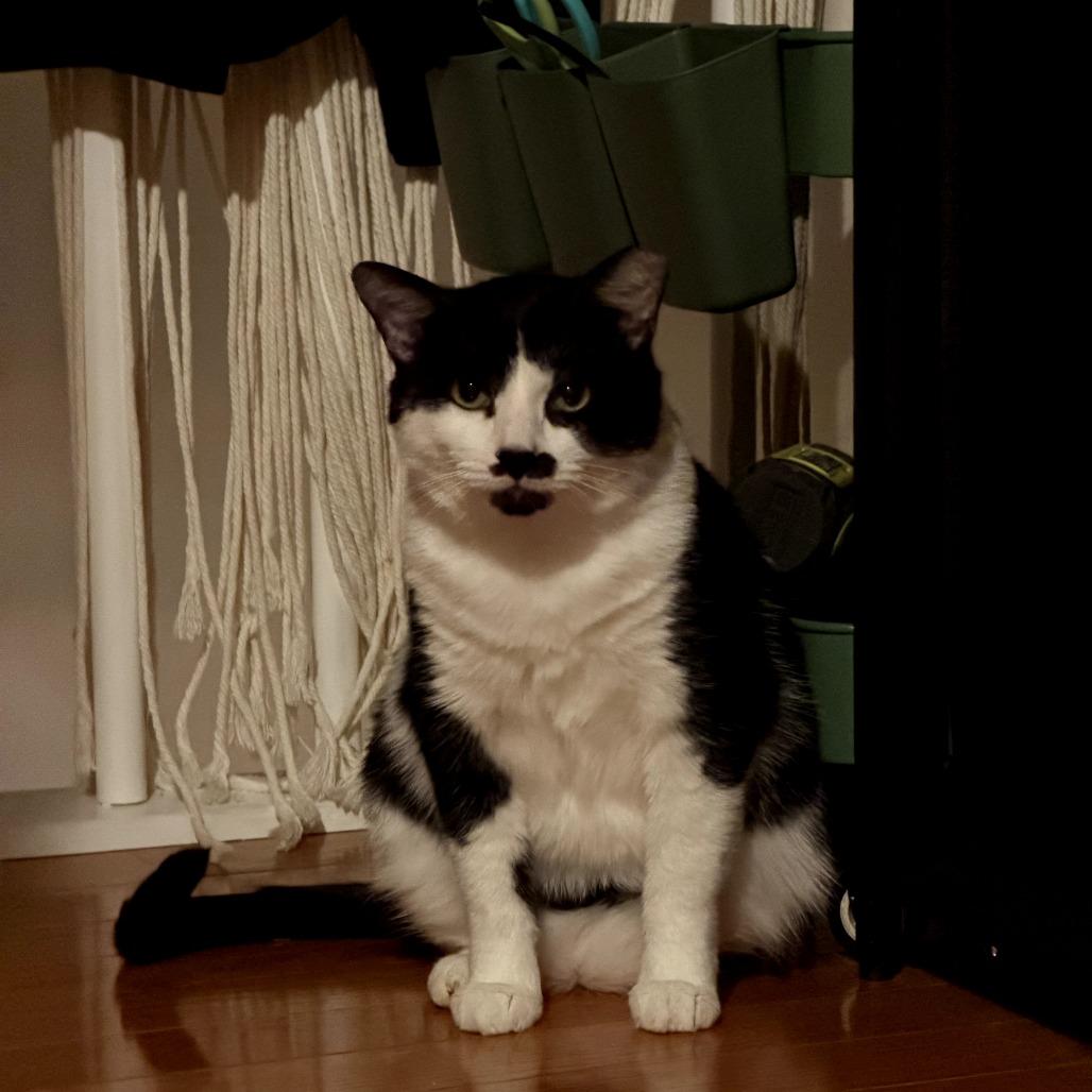 Enlarge Pedro, a Adoptable Domestic Short Hair in PITTSBURGH, PA image 3/4