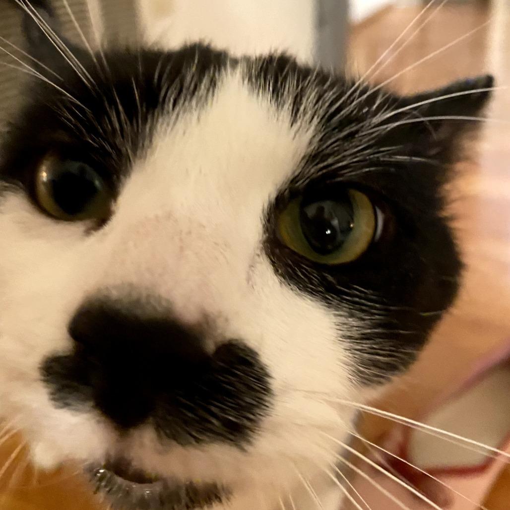 Enlarge Pedro, a Adoptable Domestic Short Hair in PITTSBURGH, PA image 4/4