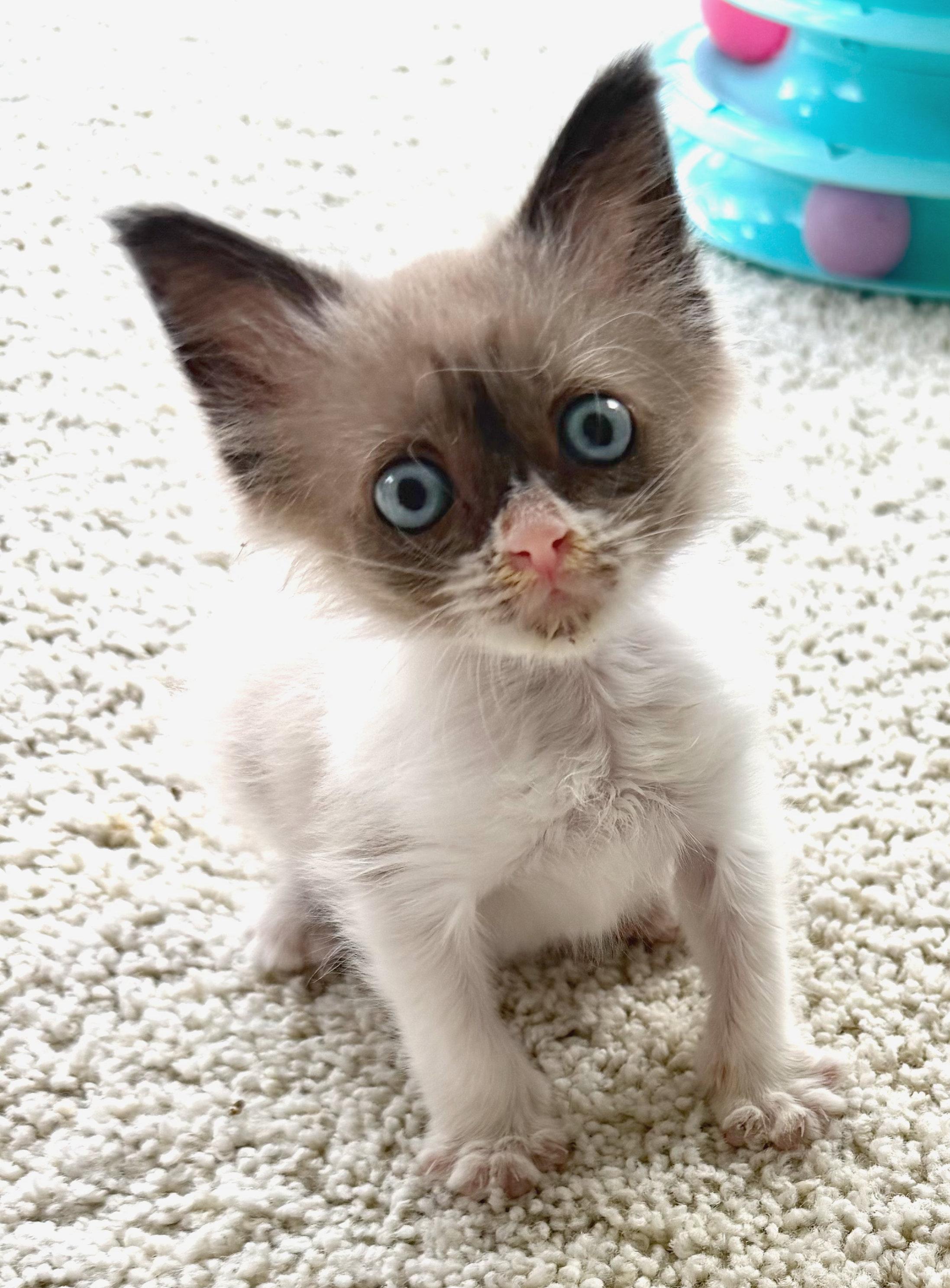 Bruno, adopted, Kitten Male Siamese.