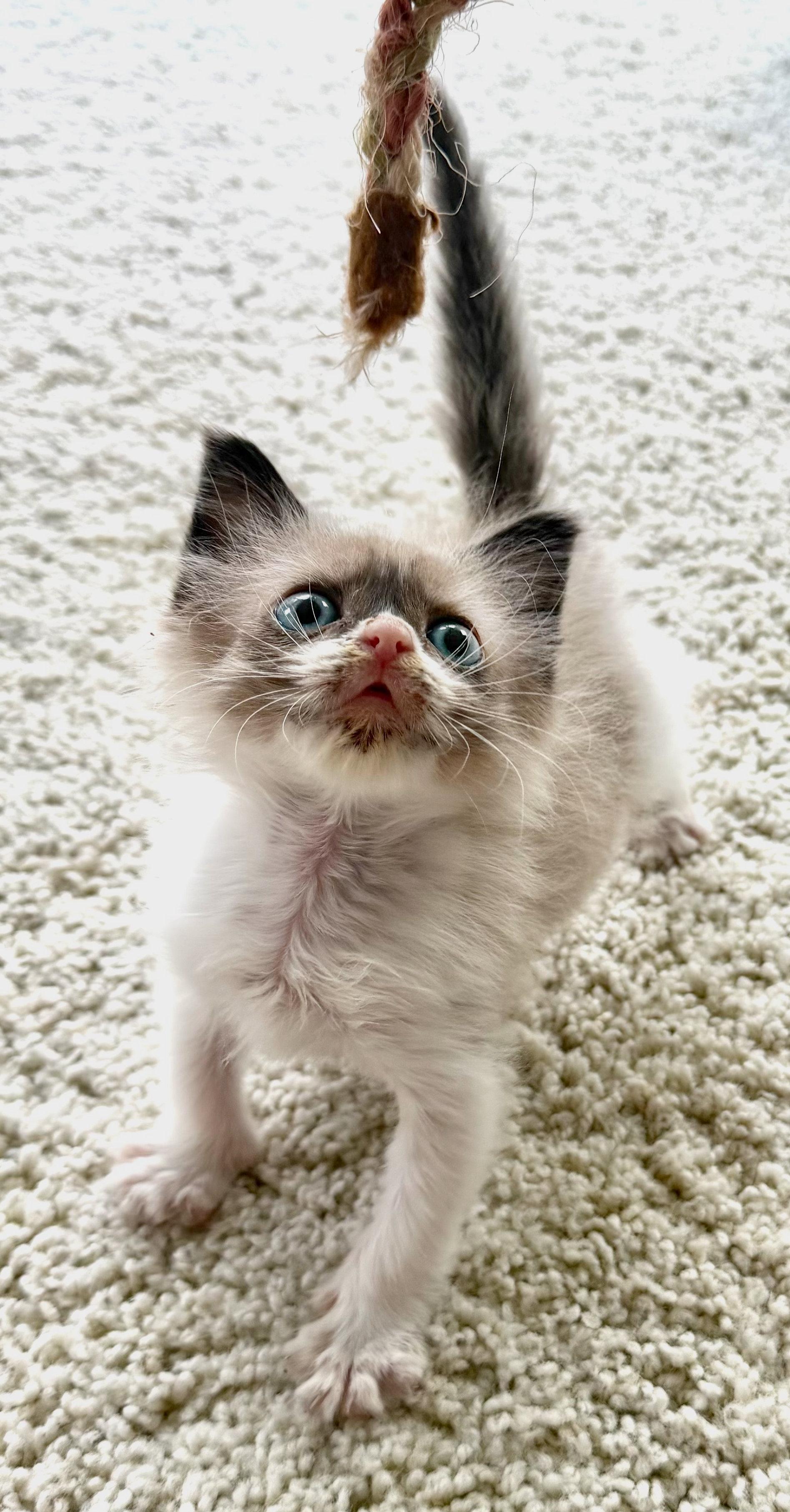 Enlarge Bruno, an adopted Siamese in Hilton Head Island, SC image 2/5