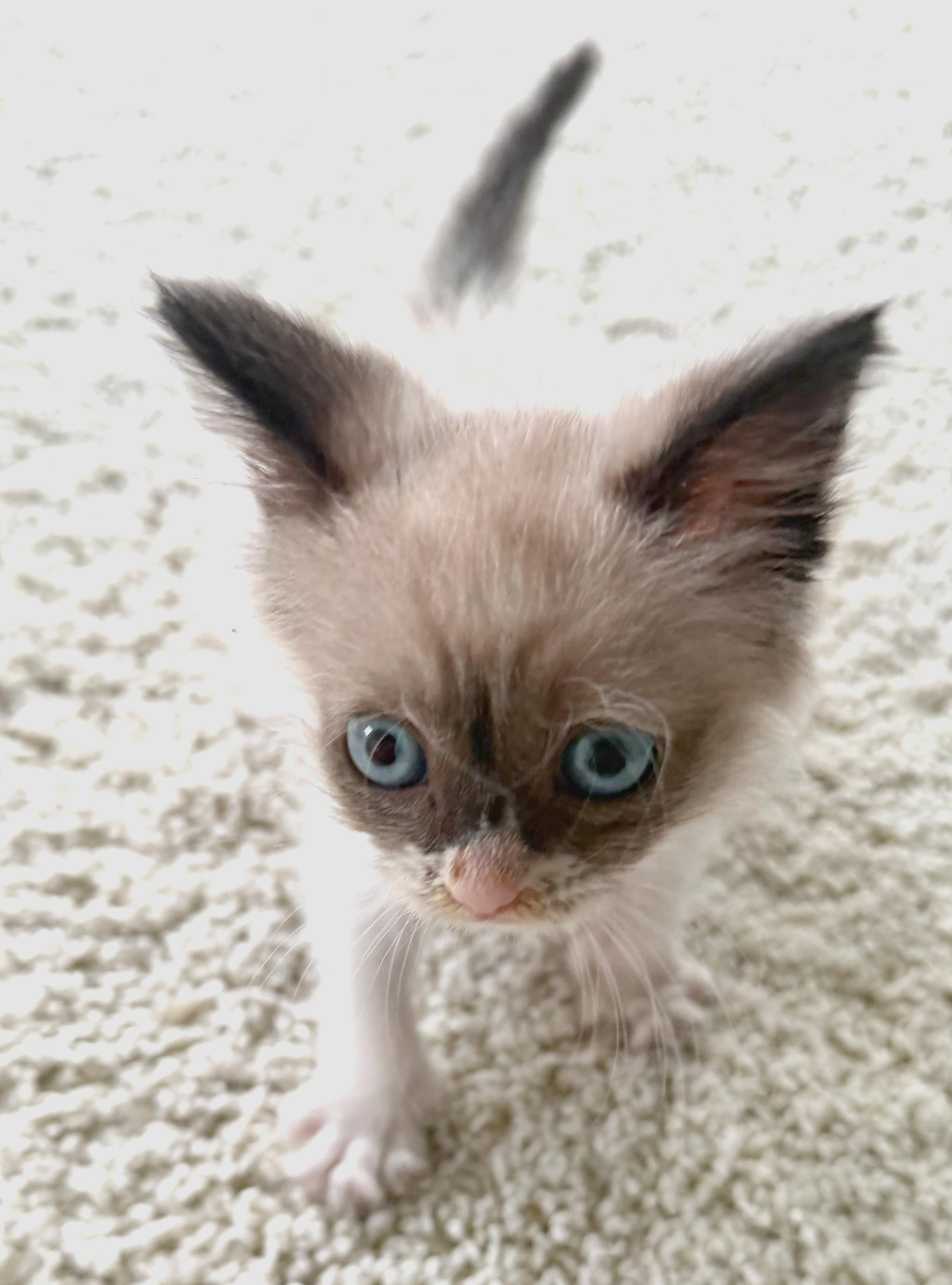 Enlarge Bruno, an adopted Siamese in Hilton Head Island, SC image 3/5