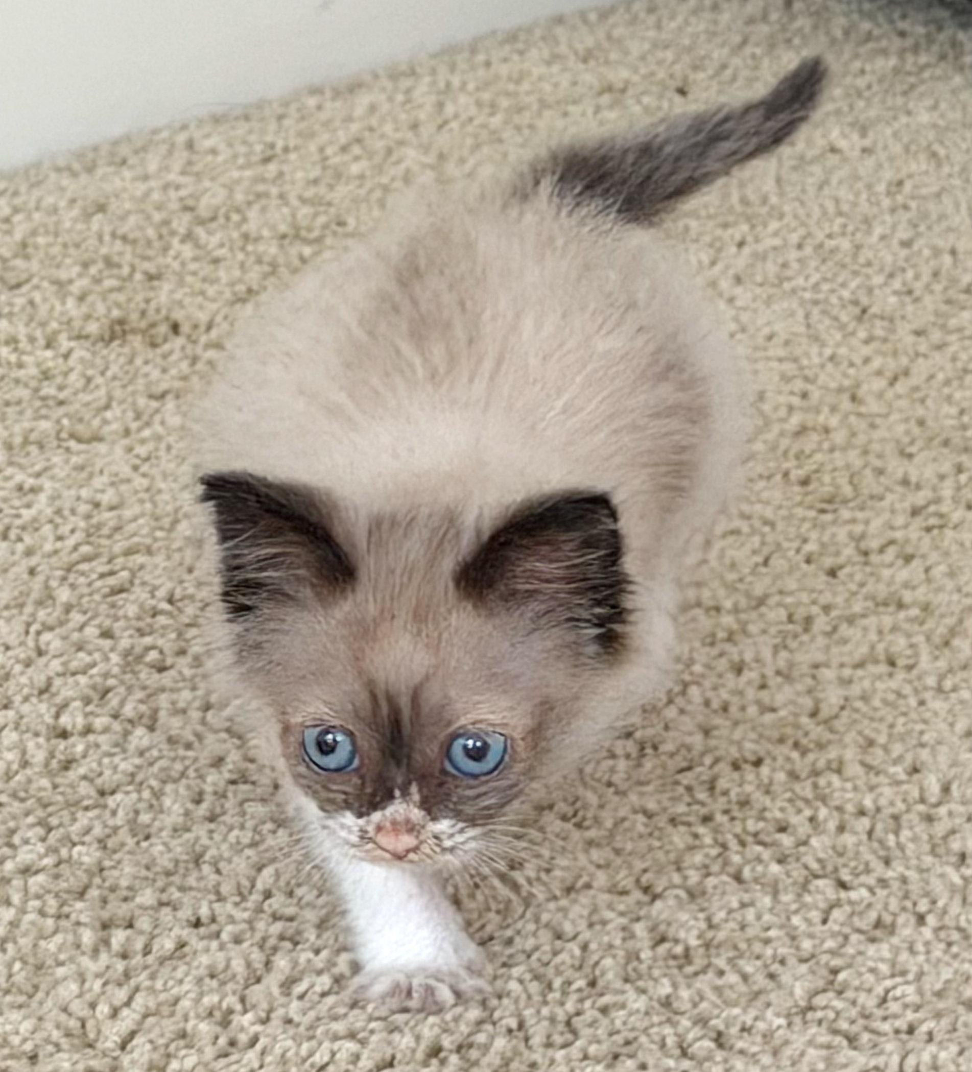 Enlarge Bruno, an adopted Siamese in Hilton Head Island, SC image 4/5