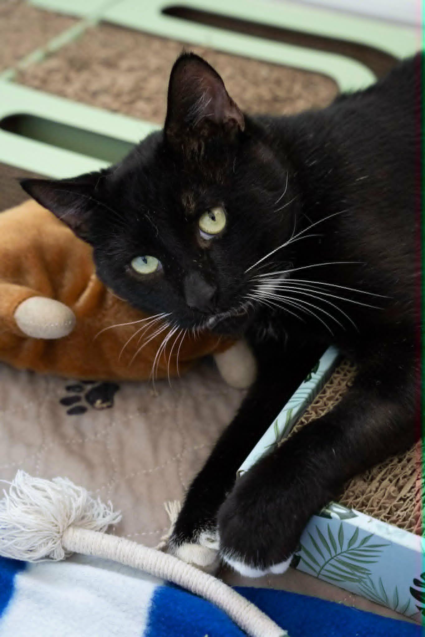 Enlarge Ferny (Cocoa, FL) Handsome and Affectionate Tuxedo Cat Playful & Sweet Vocal Boy w/Video, a Adoptable Tuxedo in Cocoa, FL image 2/6