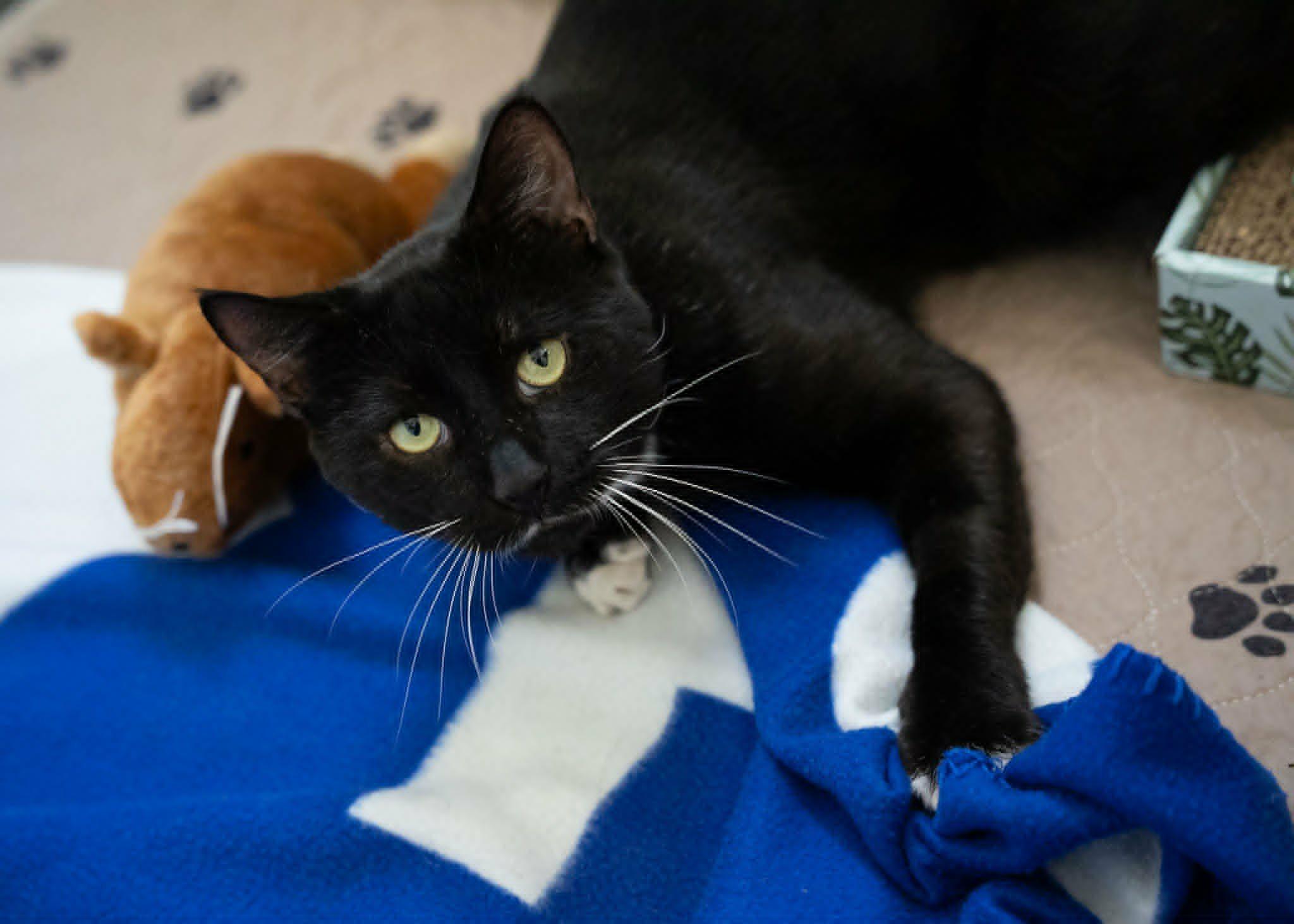 Enlarge Ferny (Cocoa, FL) Handsome and Affectionate Tuxedo Cat Playful & Sweet Vocal Boy w/Video, a Adoptable Tuxedo in Cocoa, FL image 4/6