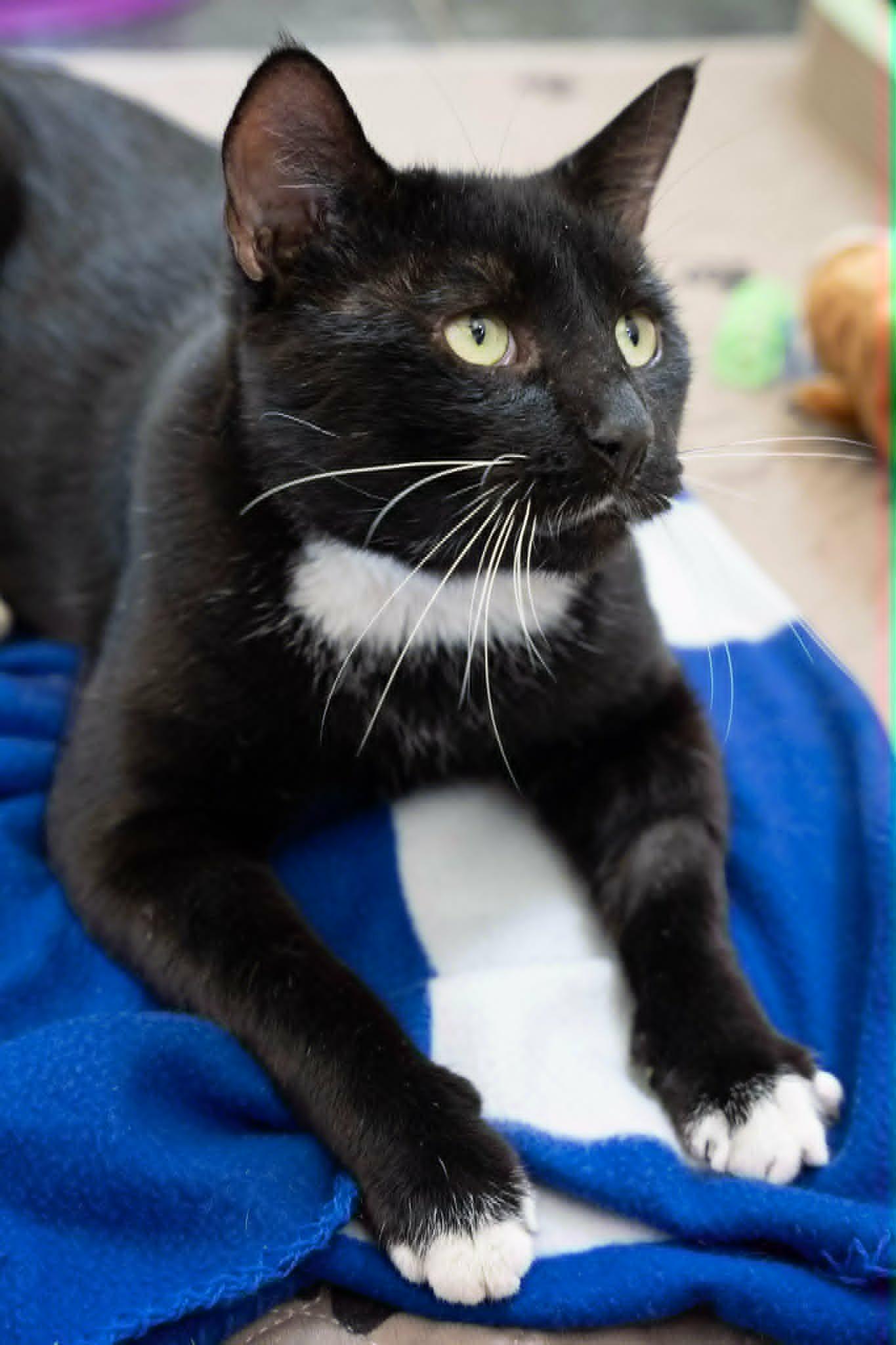 Ferny (Cocoa, FL) Handsome and Affectionate Tuxedo Cat Playful & Sweet Vocal Boy w/Video, Adoptable, Adult Male Tuxedo.