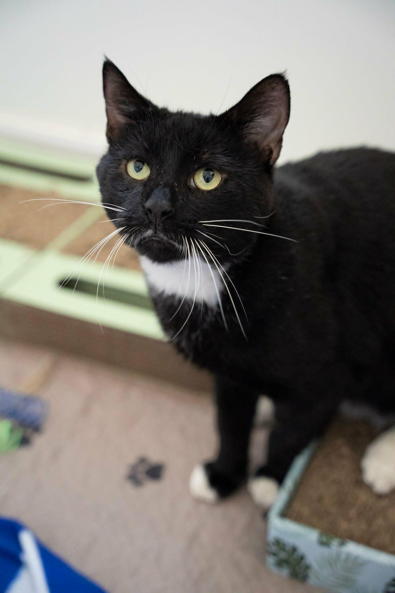 Enlarge Ferny (Cocoa, FL) Handsome and Affectionate Tuxedo Cat Playful & Sweet Vocal Boy w/Video, a Adoptable Tuxedo in Cocoa, FL image 5/6