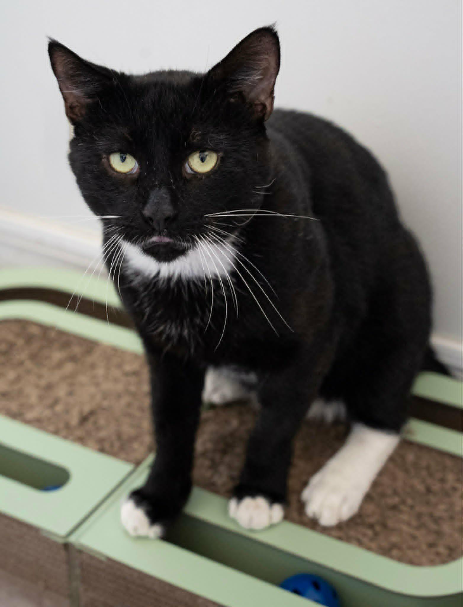 Enlarge Ferny (Cocoa, FL) Handsome and Affectionate Tuxedo Cat Playful & Sweet Vocal Boy w/Video, a Adoptable Tuxedo in Cocoa, FL image 3/6