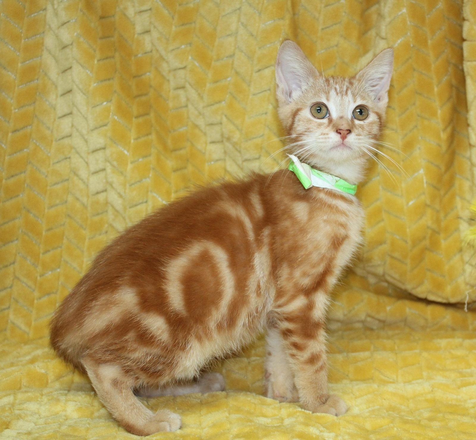 Enlarge George - 44105, a Adoptable Domestic Short Hair in Prattville, AL image 1/3