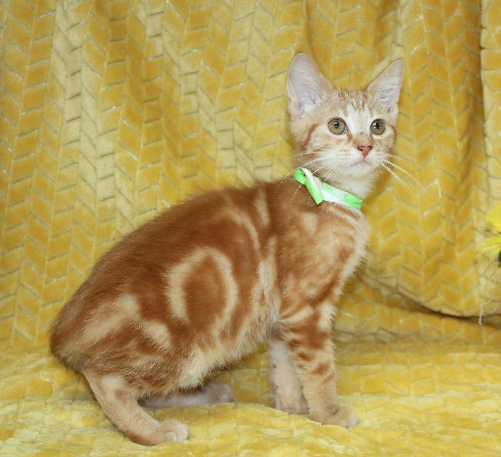 Enlarge George - 44105, a Adoptable Domestic Short Hair in Prattville, AL image 2/3
