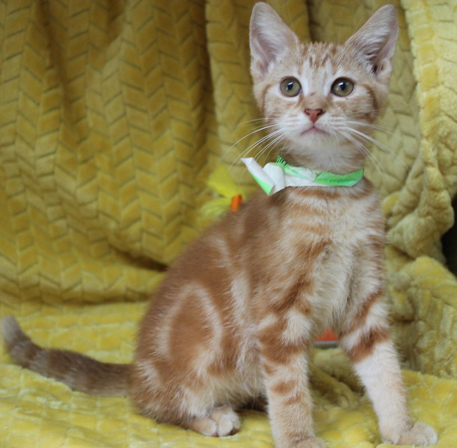Enlarge George - 44105, a Adoptable Domestic Short Hair in Prattville, AL image 3/3