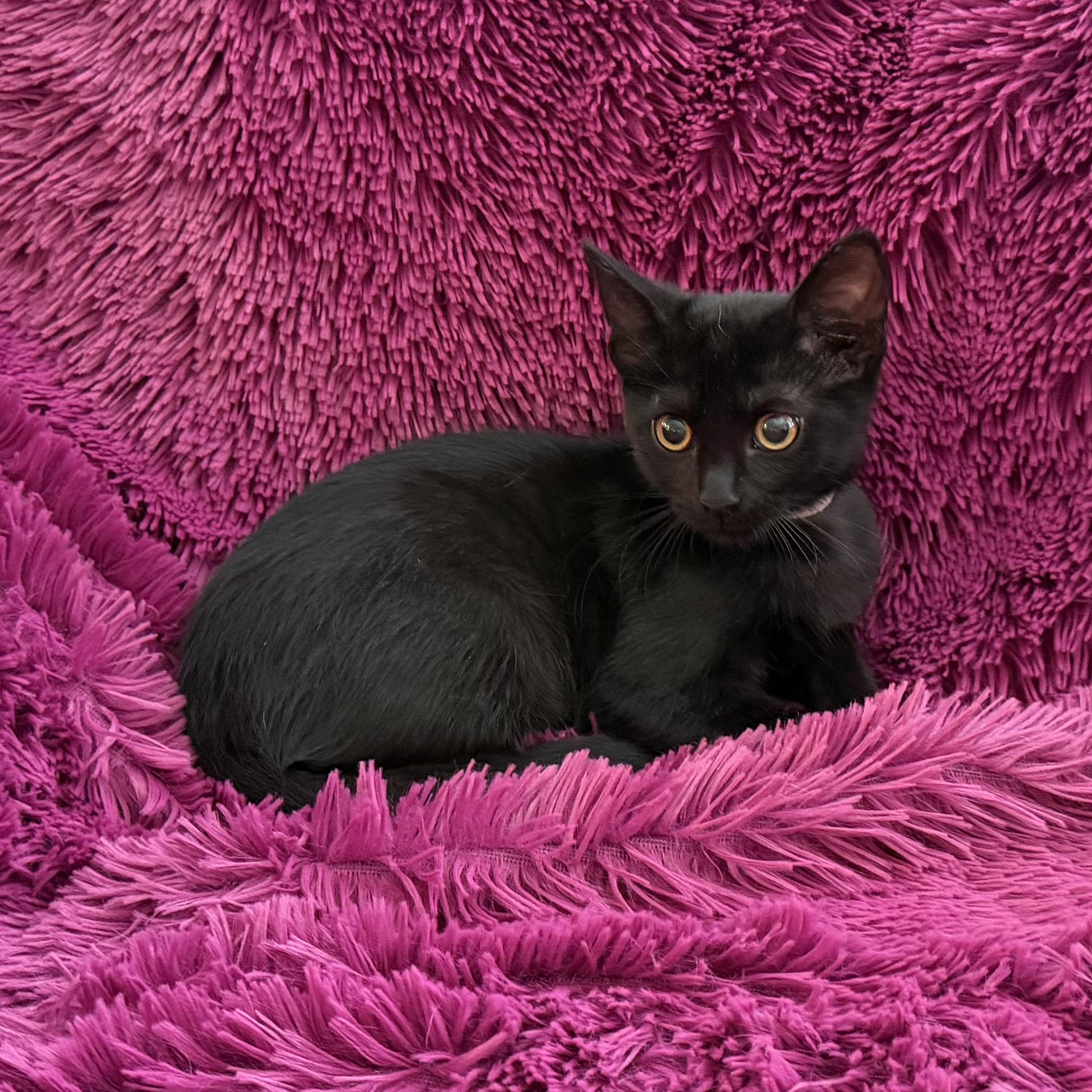 Enlarge JACEE - CUDDLY BOTTLE BABY, a Adoptable Domestic Short Hair in Plano, TX image 2/6