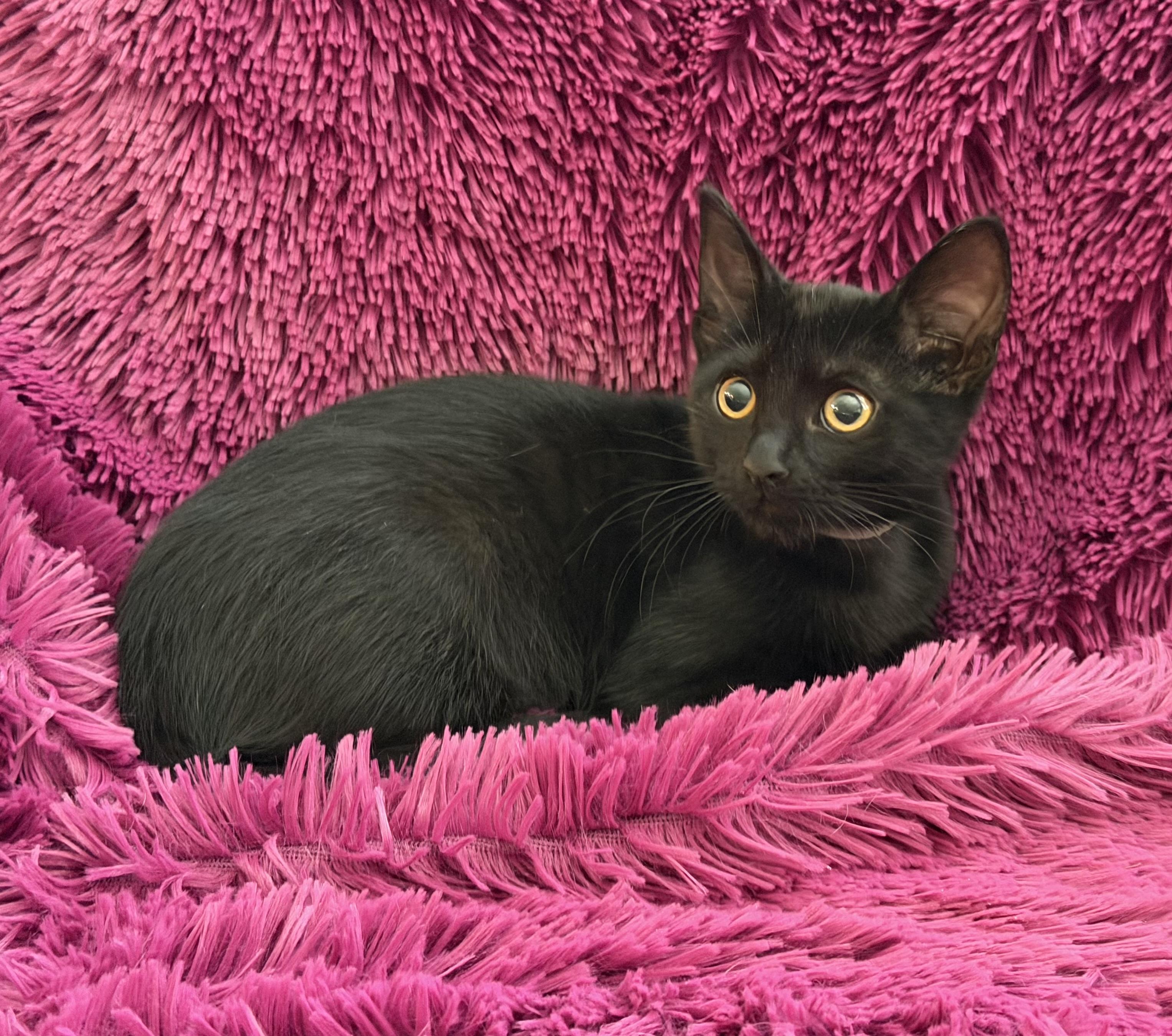 Enlarge JACEE - CUDDLY BOTTLE BABY, a Adoptable Domestic Short Hair in Plano, TX image 3/6