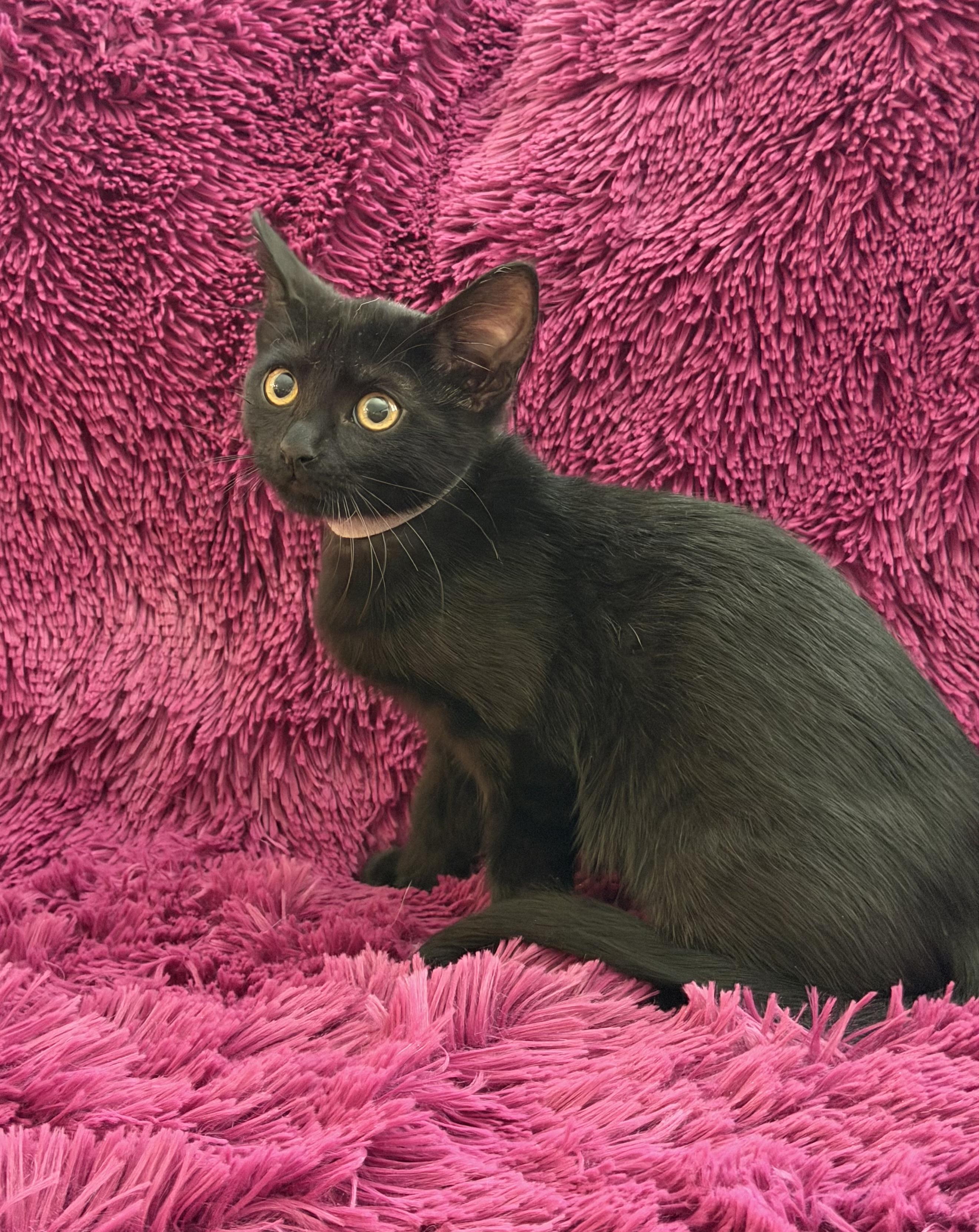 Enlarge JACEE - CUDDLY BOTTLE BABY, a Adoptable Domestic Short Hair in Plano, TX image 6/6