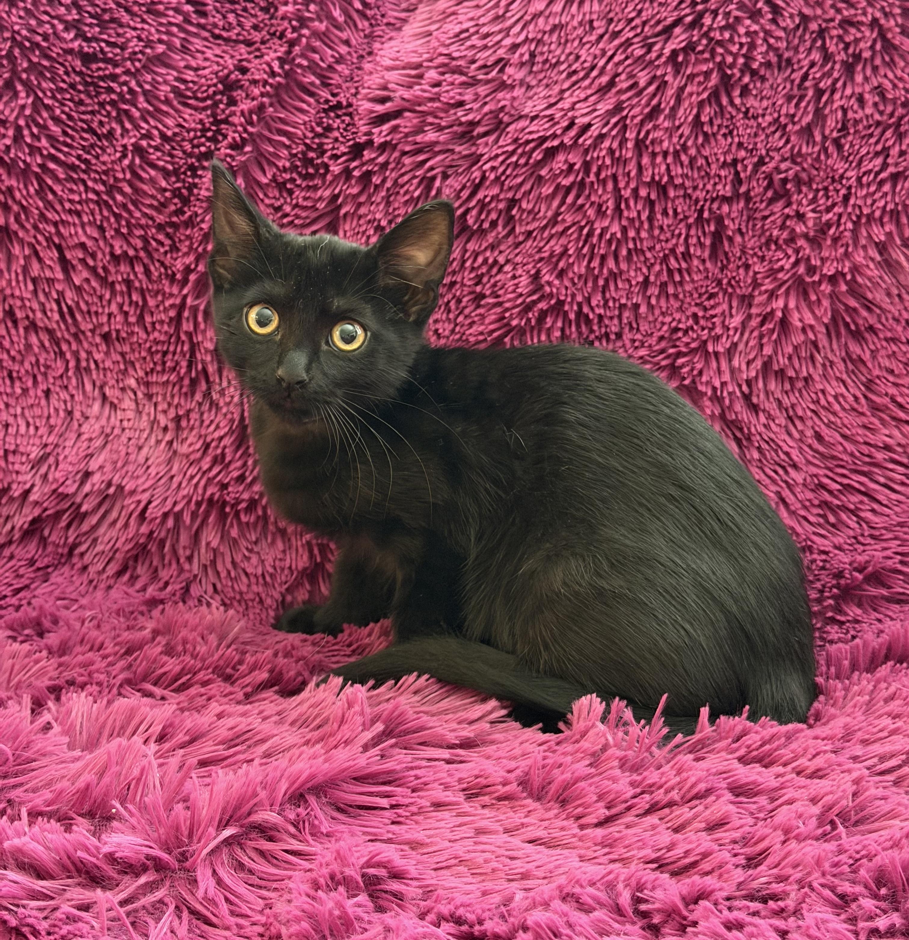 Enlarge JACEE - CUDDLY BOTTLE BABY, a Adoptable Domestic Short Hair in Plano, TX image 5/6