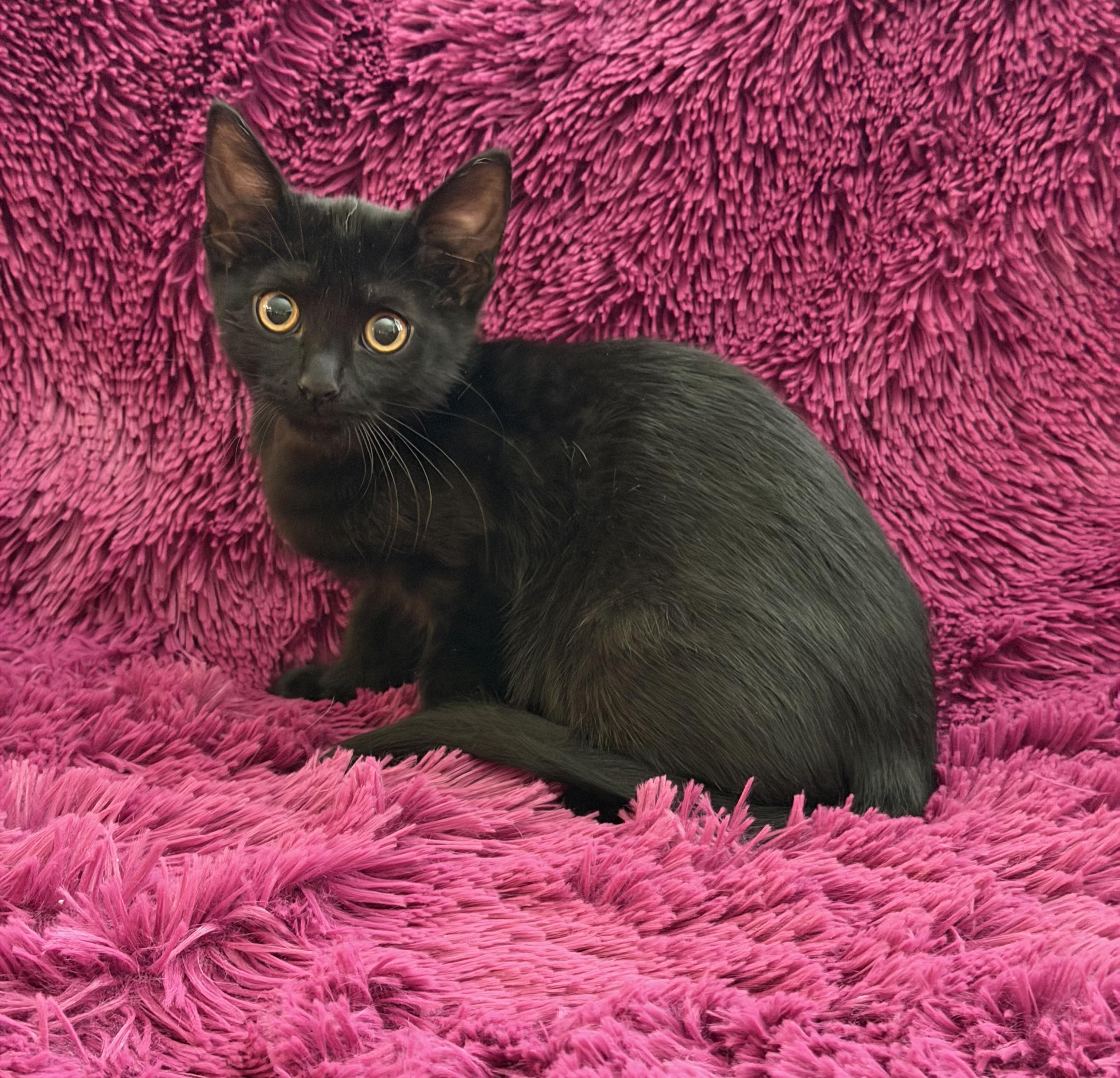 Enlarge JACEE - CUDDLY BOTTLE BABY, a Adoptable Domestic Short Hair in Plano, TX image 1/6