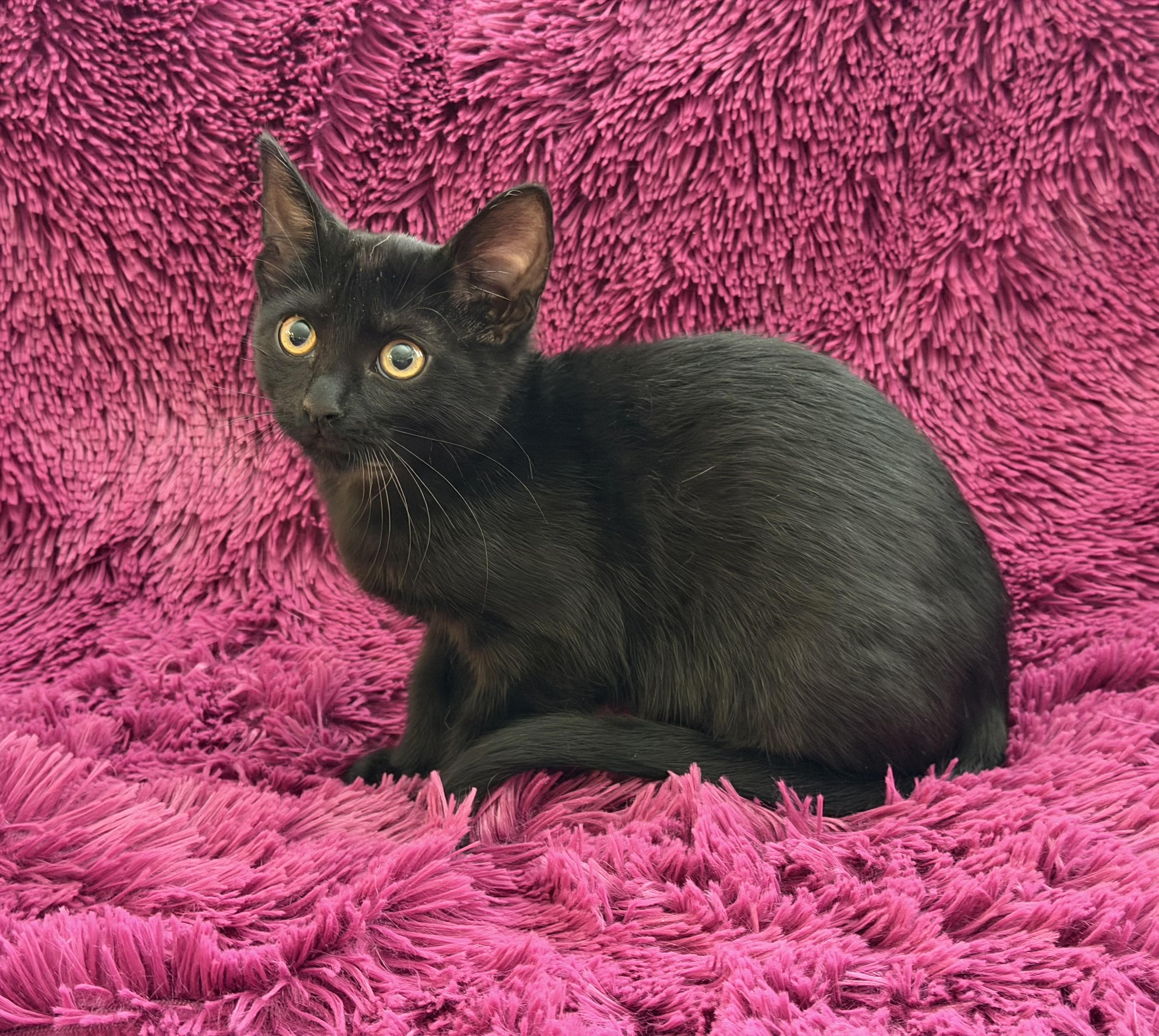 Enlarge JACEE - CUDDLY BOTTLE BABY, a Adoptable Domestic Short Hair in Plano, TX image 4/6