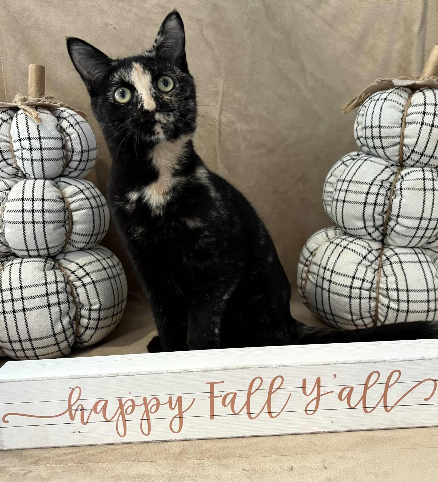 Wendy, Adoptable, Young Female American Shorthair.