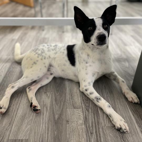 Spunklet, Adoptable, Young Male Terrier.