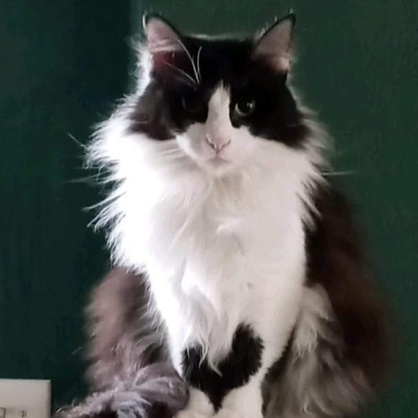 Mommy Cat, Adoptable, Adult Female Tuxedo.