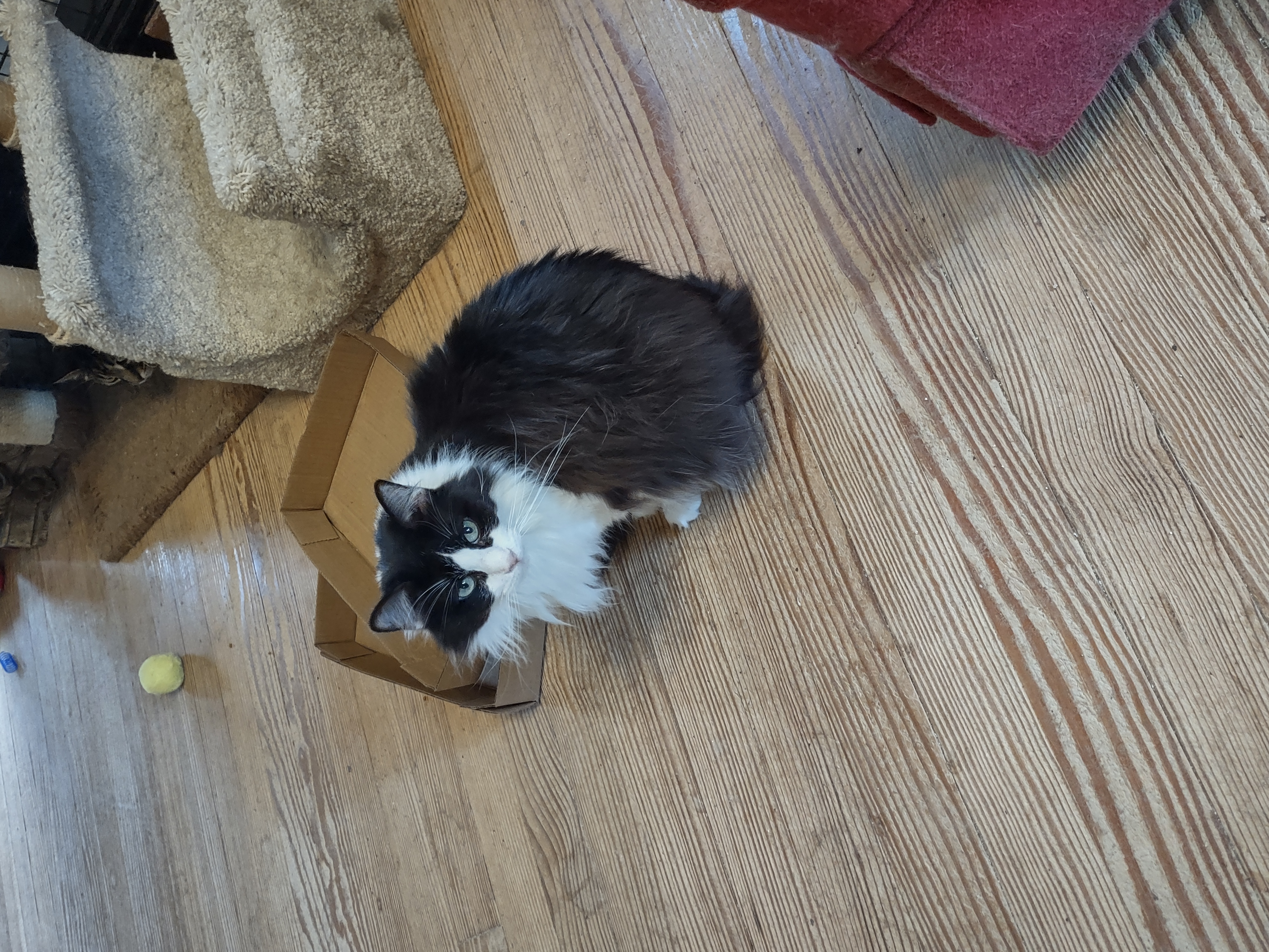 Mommy Cat, a Adoptable mixed breed in Fort Worth, TX image 2/2