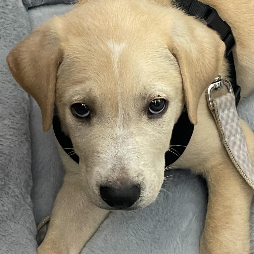 Will D71237, Adoptable, Puppy Male Labrador Retriever & Flat-Coated Retriever.