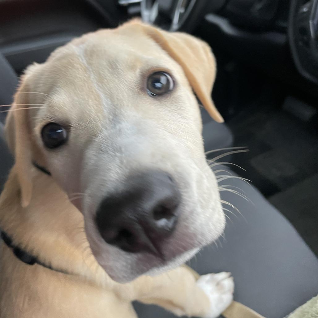 Enlarge Will D71237, a Adoptable mixed breed in Minnetonka, MN image 2/6