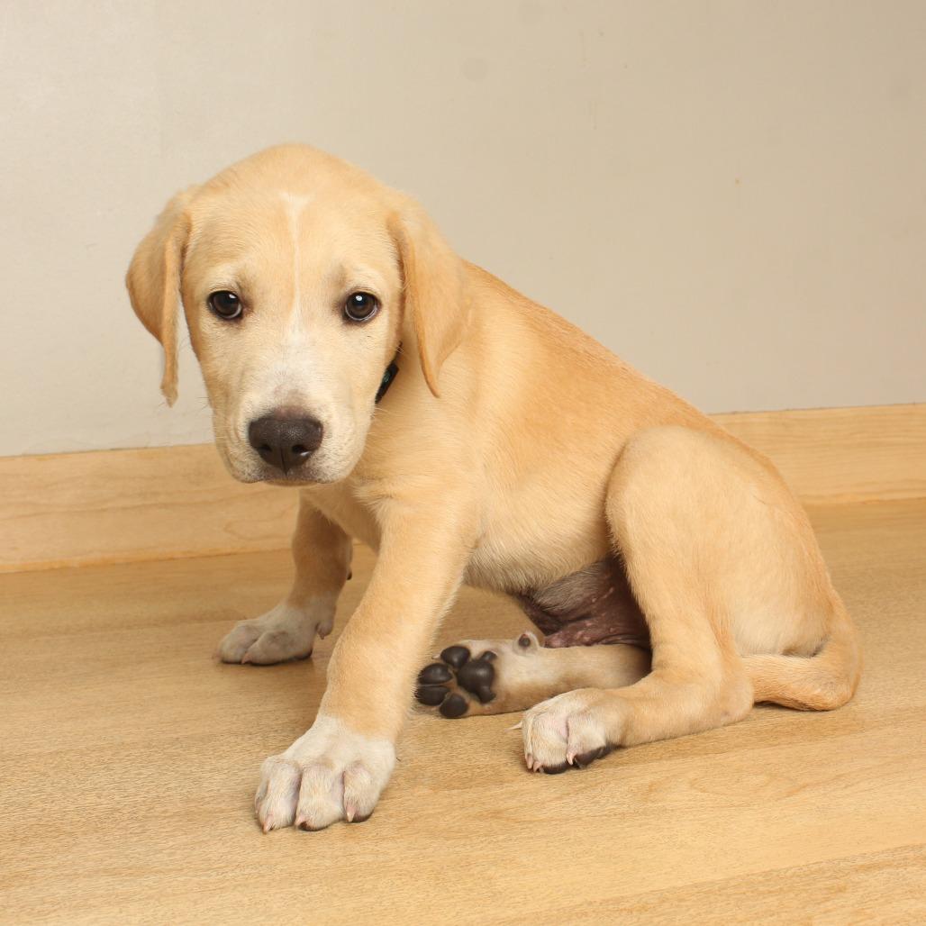 Enlarge Will D71237, a Adoptable mixed breed in Minnetonka, MN image 3/6
