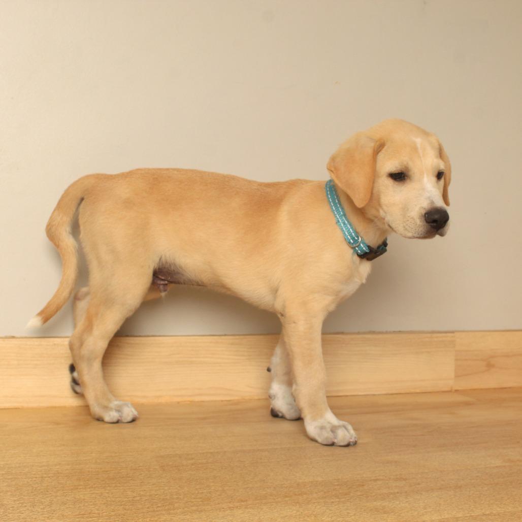 Enlarge Will D71237, a Adoptable mixed breed in Minnetonka, MN image 5/6