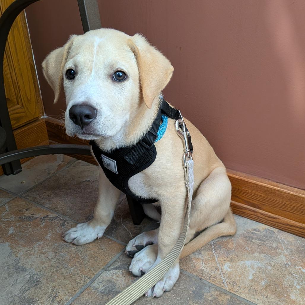 Enlarge Will D71237, a Adoptable mixed breed in Minnetonka, MN image 6/6