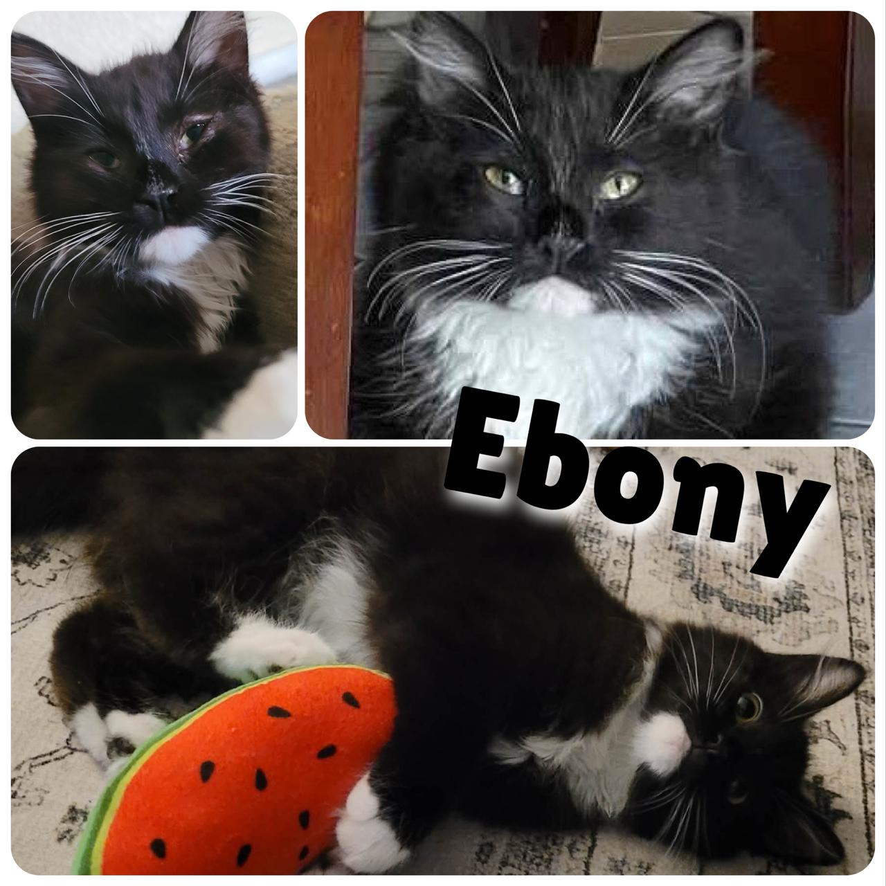 Ebony, adopted, Kitten Female Domestic Long Hair.