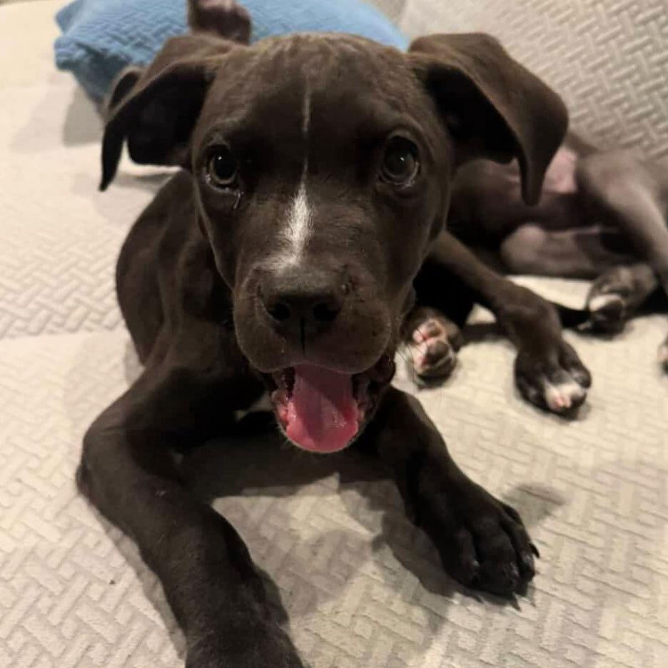 Foggy, Adoptable, Young Male Pit Bull Terrier.