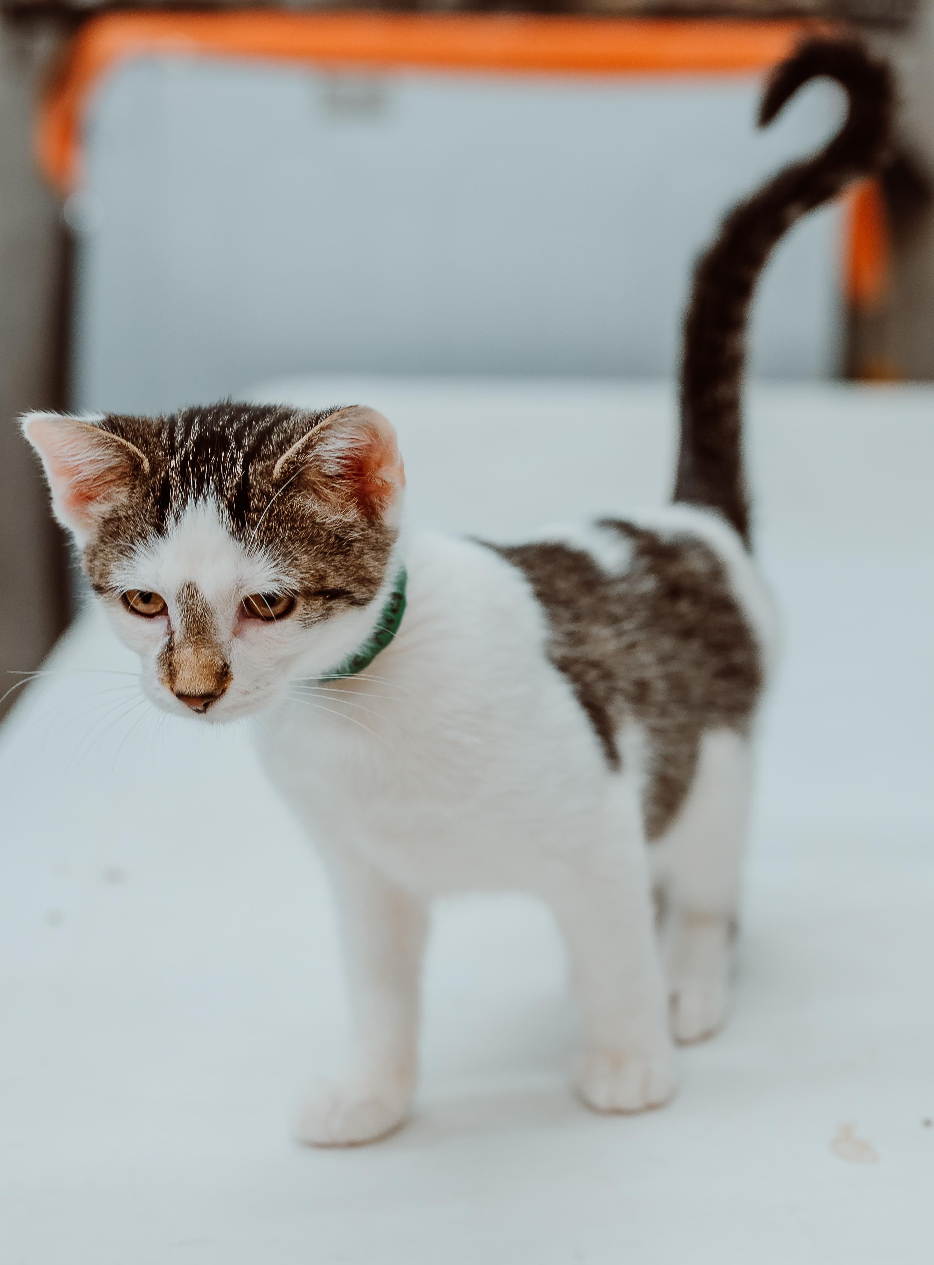 Billy the kid (Green Collar)