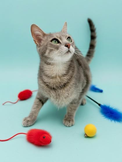 Enlarge Paisley, a Adoptable mixed breed in Bowling Green, KY image 1/2