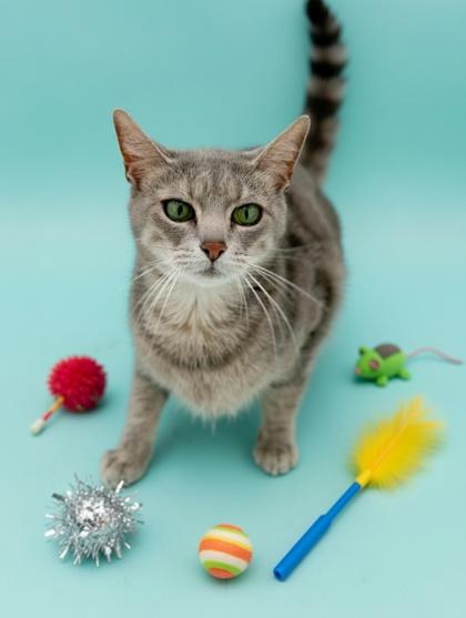 Enlarge Paisley, a Adoptable mixed breed in Bowling Green, KY image 2/2