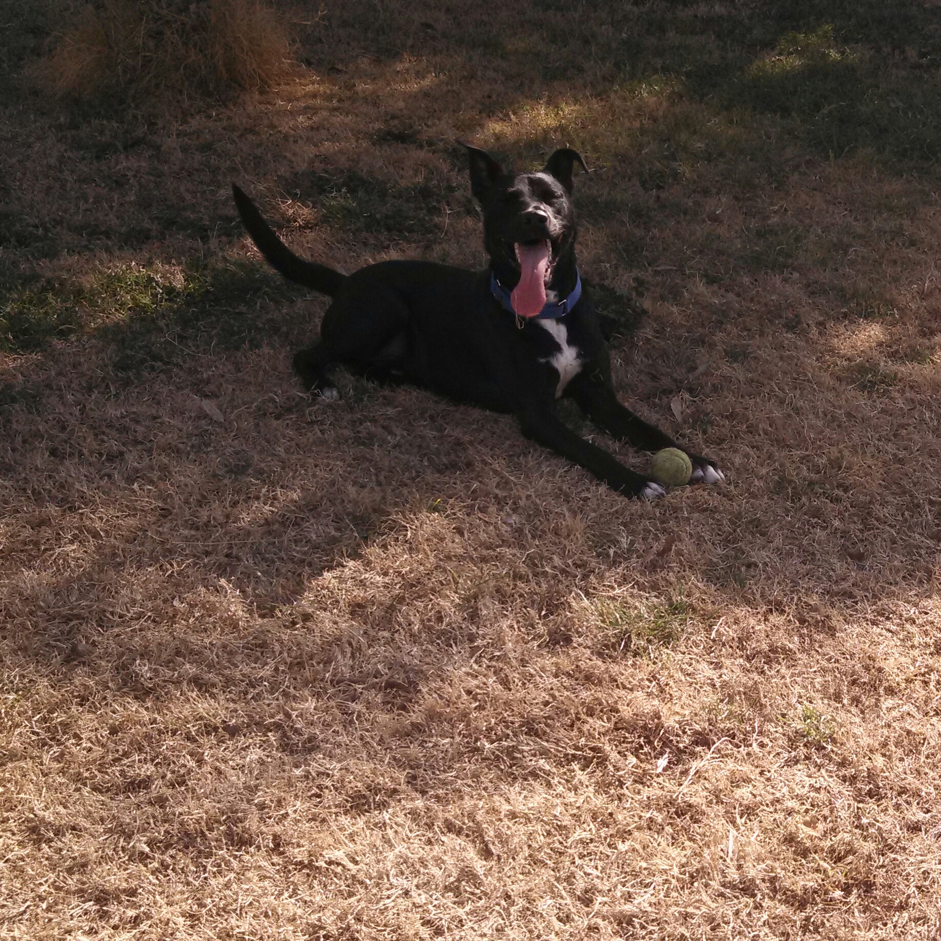 Linus, a Adoptable mixed breed in Cantua Creek, CA image 1/3