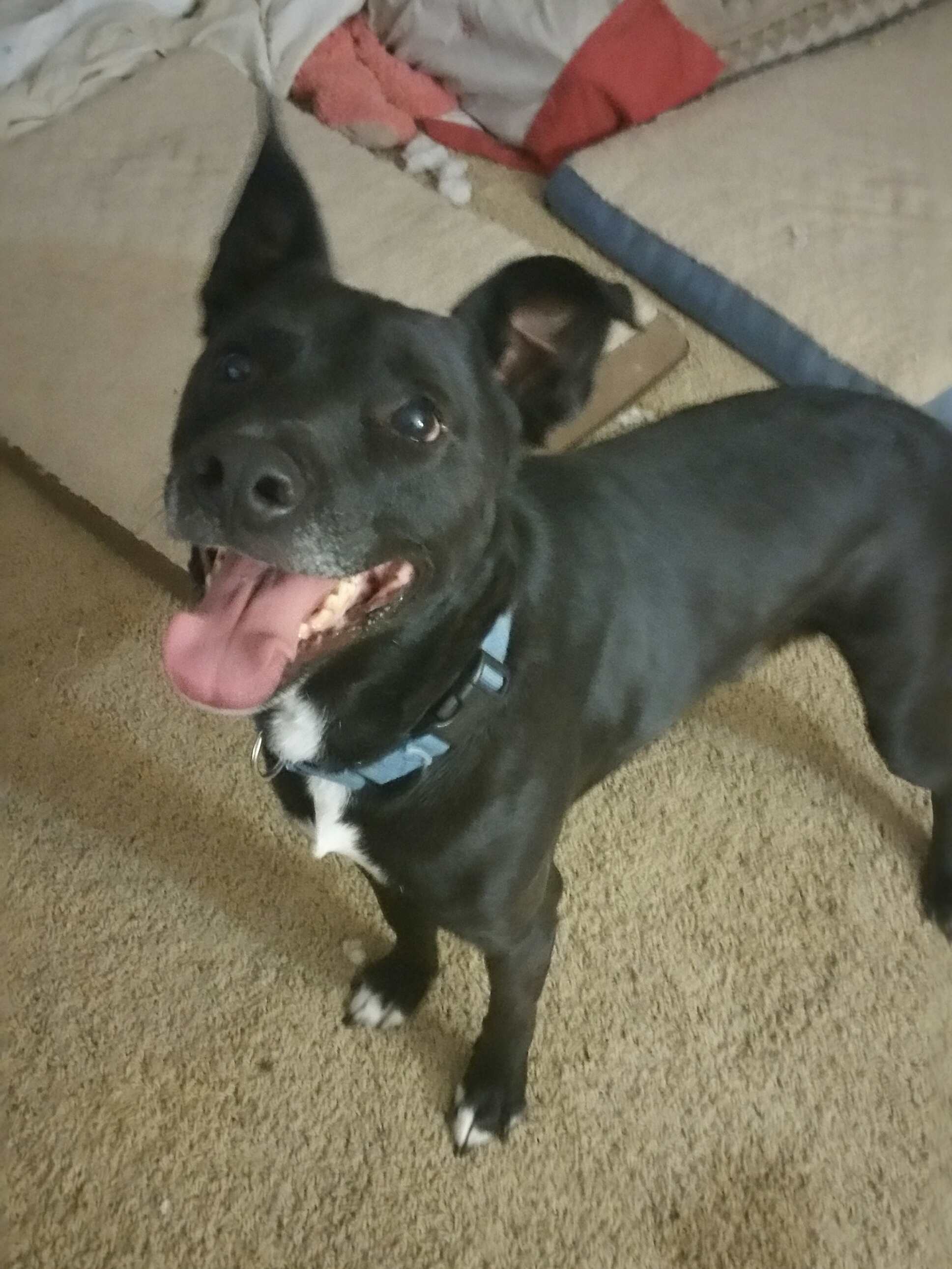 Linus, a Adoptable mixed breed in Cantua Creek, CA image 2/3