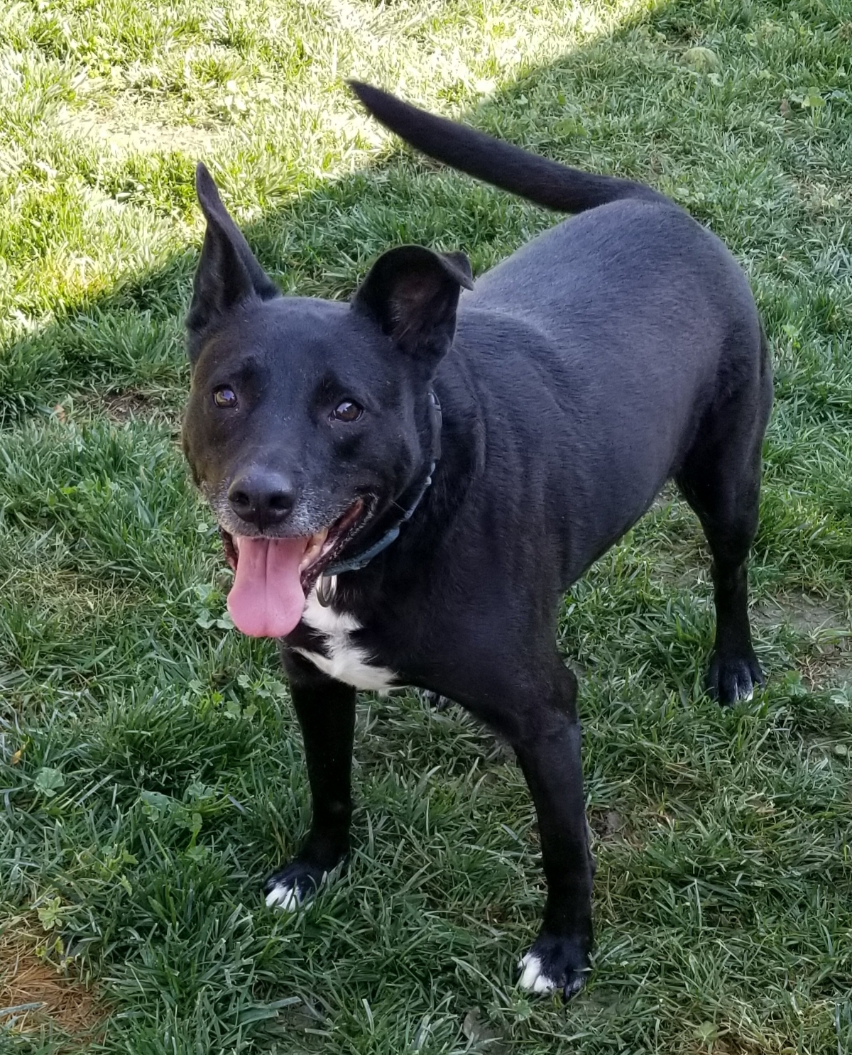 Linus, a Adoptable mixed breed in Cantua Creek, CA image 3/3