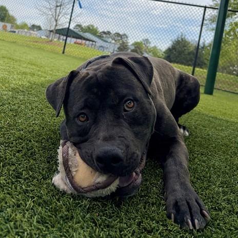 Gordito, Adoptable, Adult Male Pit Bull Terrier & Mixed Breed.