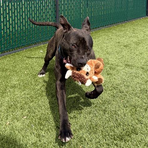 Gordito, a Adoptable mixed breed in Concord, NC image 2/6