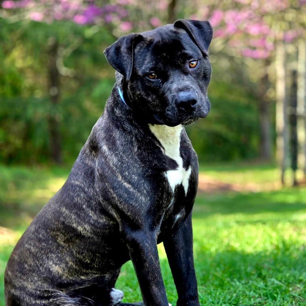 Gordito, a Adoptable mixed breed in Concord, NC image 3/6