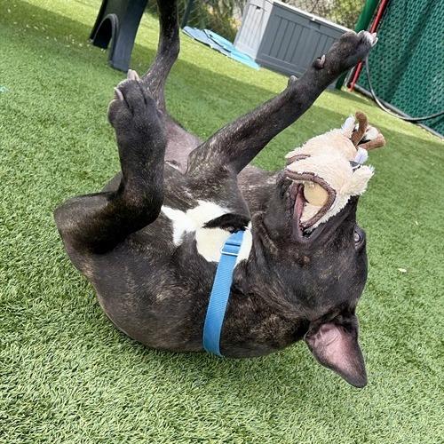 Gordito, a Adoptable mixed breed in Concord, NC image 4/6