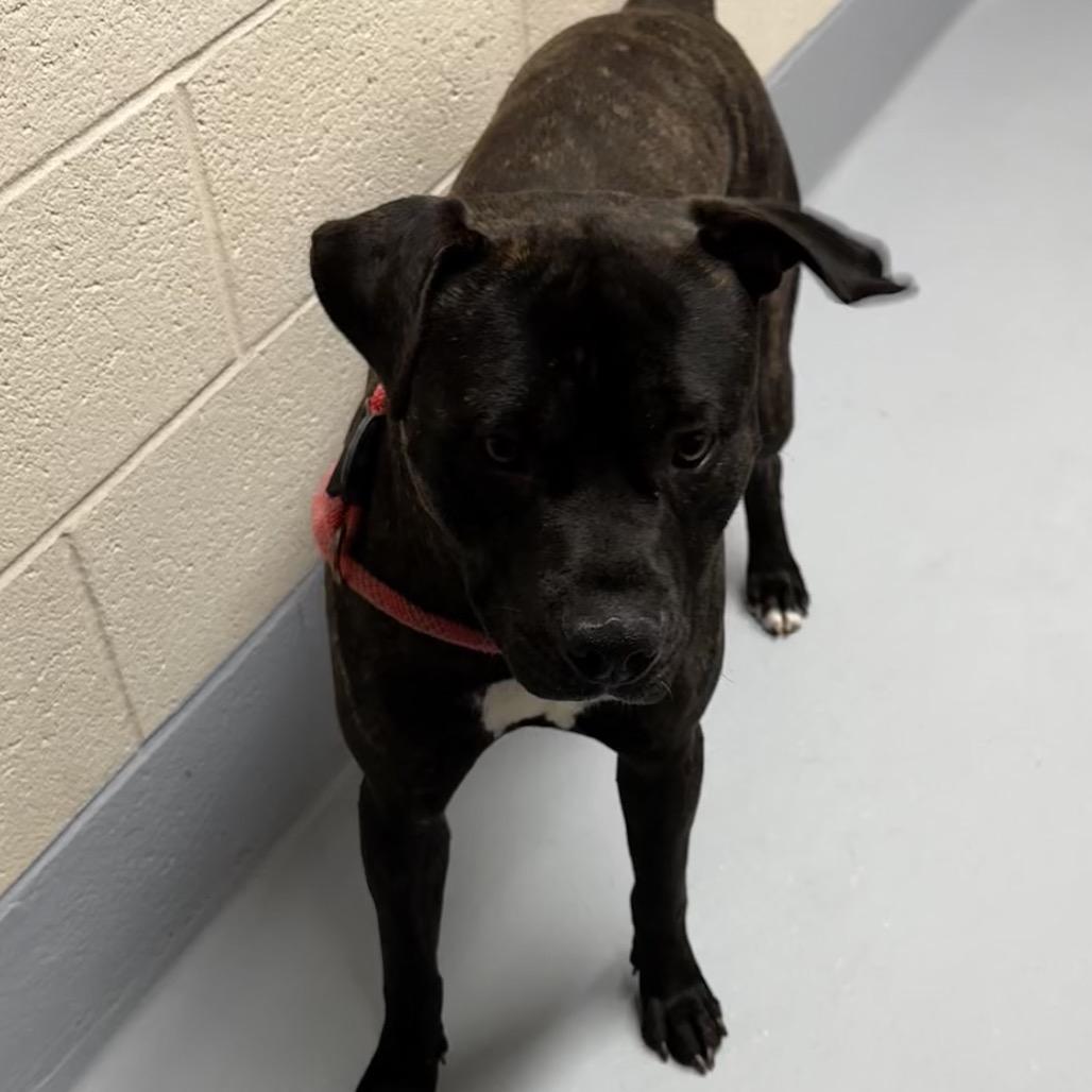 Gordito, a Adoptable mixed breed in Concord, NC image 5/6