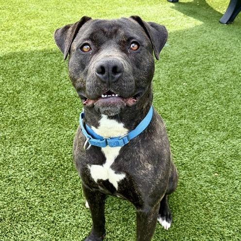 Gordito, a Adoptable mixed breed in Concord, NC image 6/6