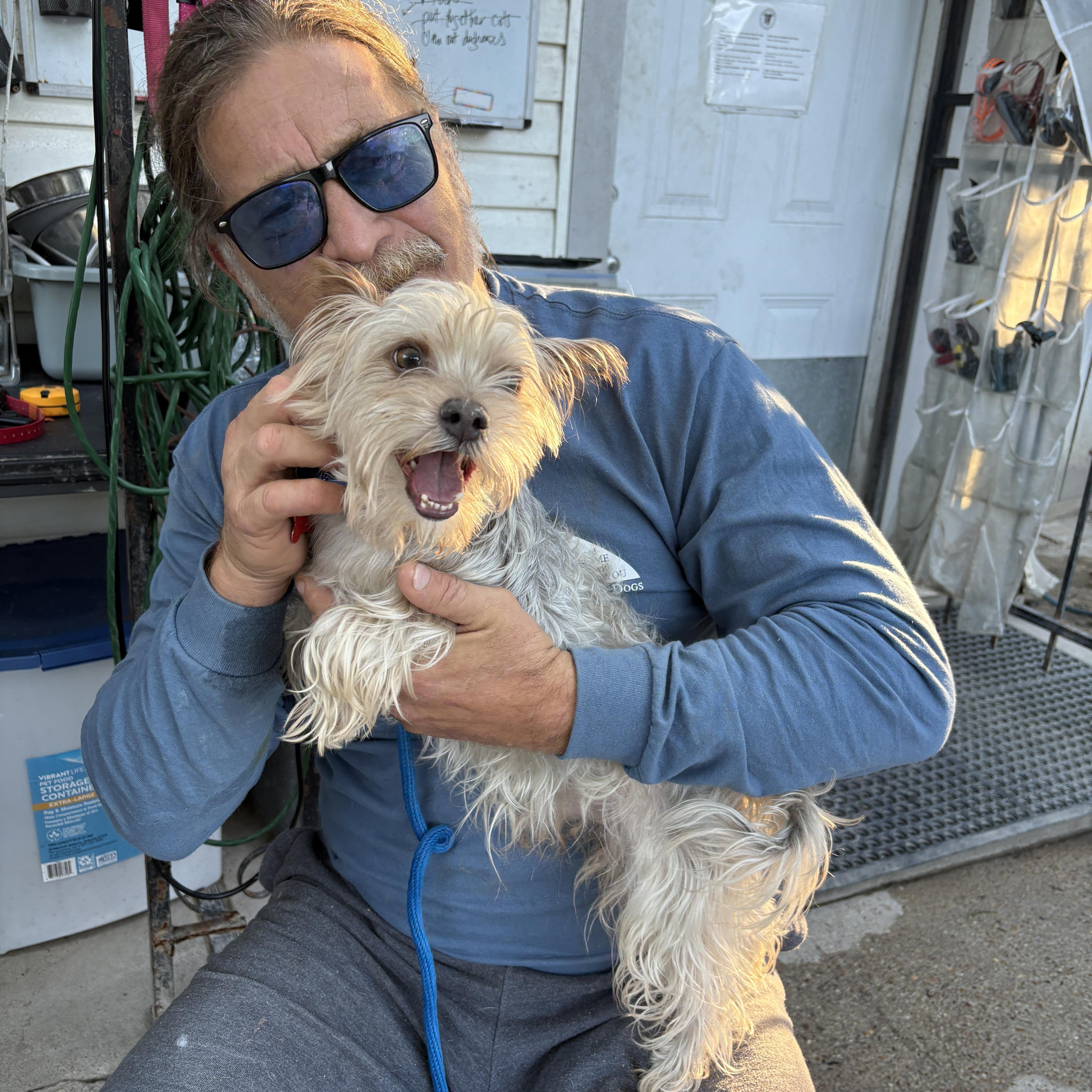 Enlarge Tucker, a Adoptable Yorkshire Terrier in Houston, TX image 5/6