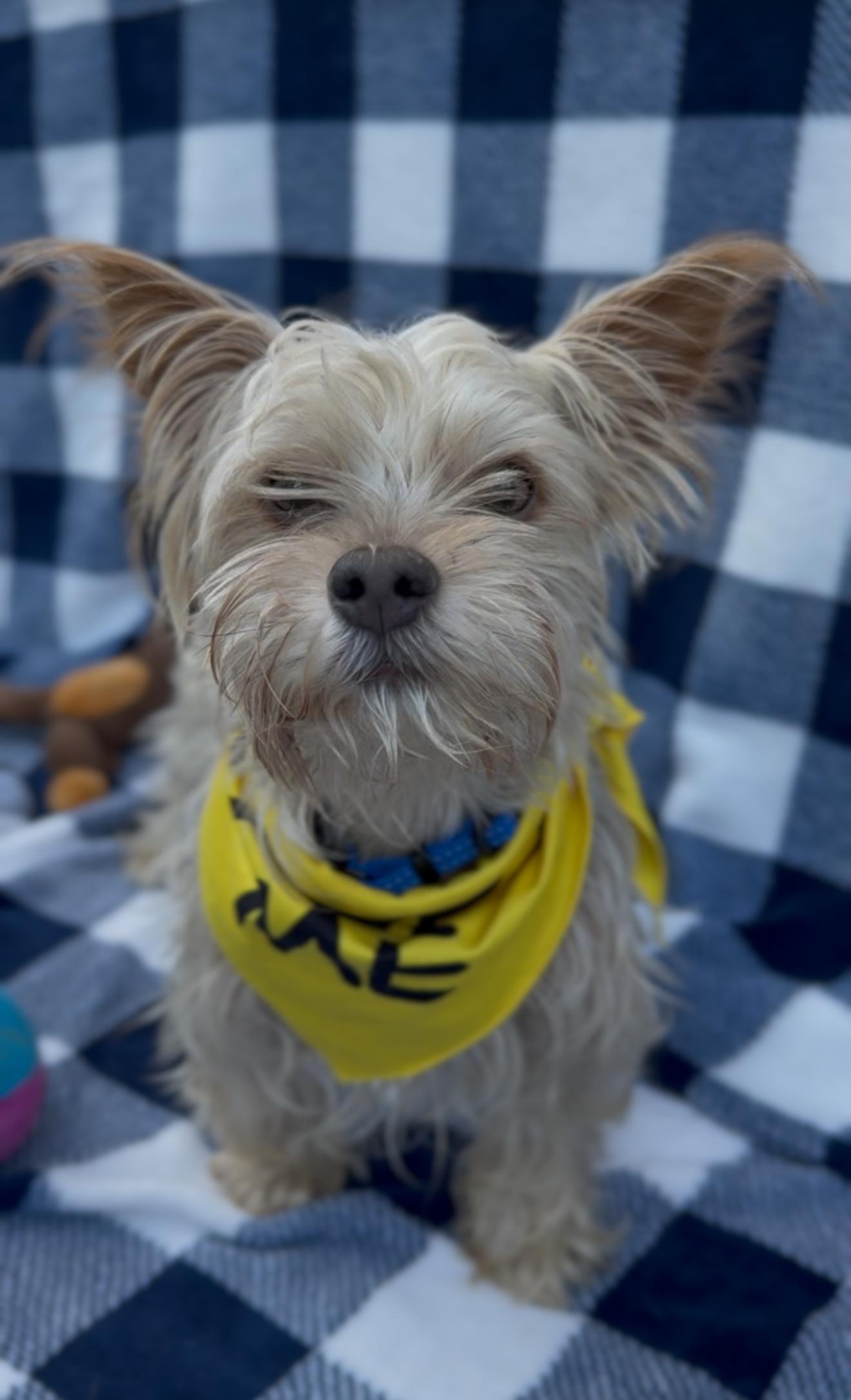 Enlarge Tucker, a Adoptable Yorkshire Terrier in Houston, TX image 2/6