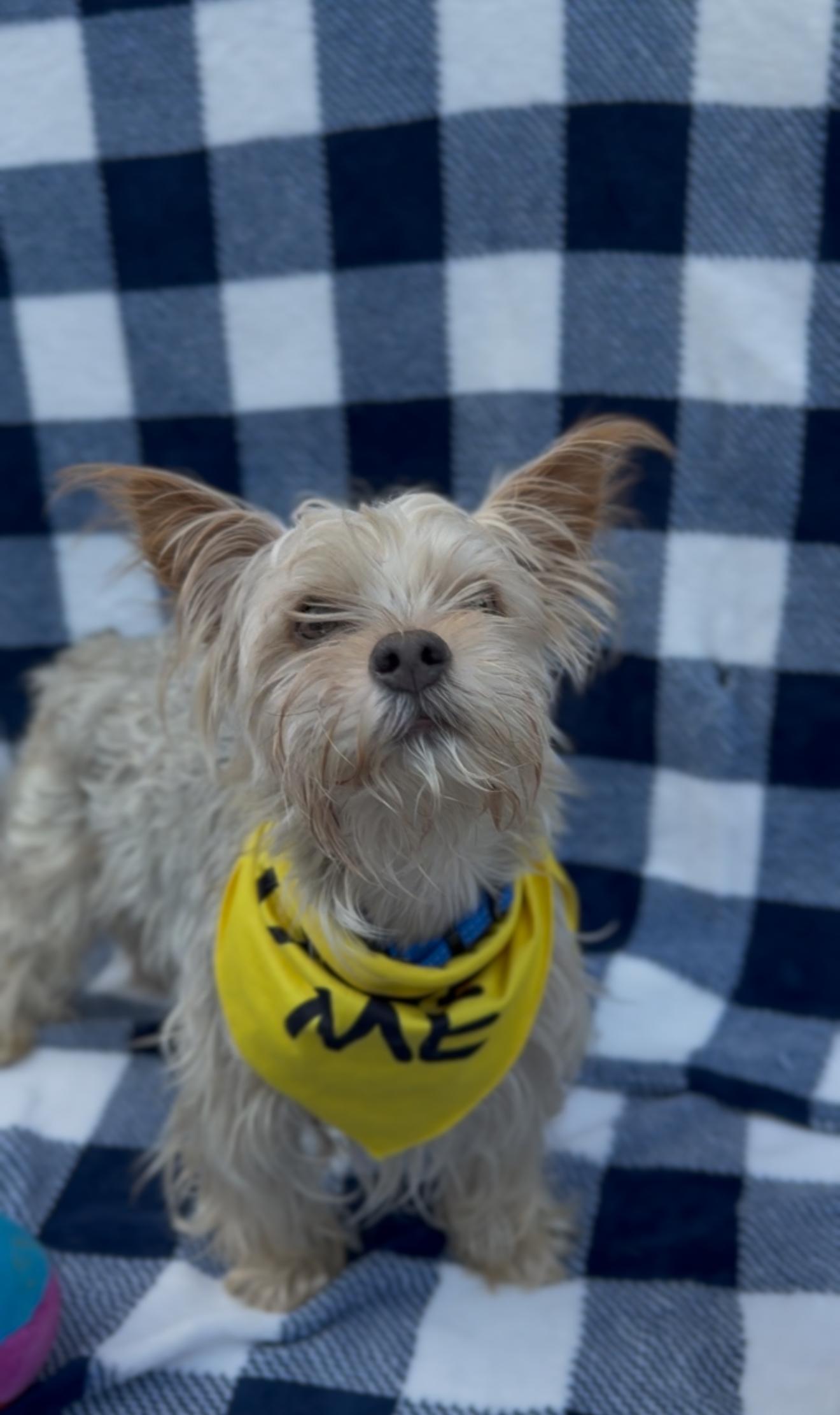 Enlarge Tucker, a Adoptable Yorkshire Terrier in Houston, TX image 4/6