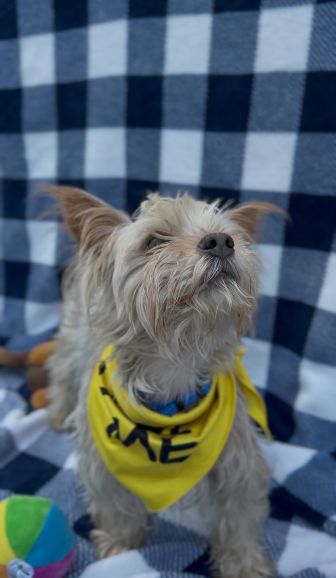 Enlarge Tucker, a Adoptable Yorkshire Terrier in Houston, TX image 3/6