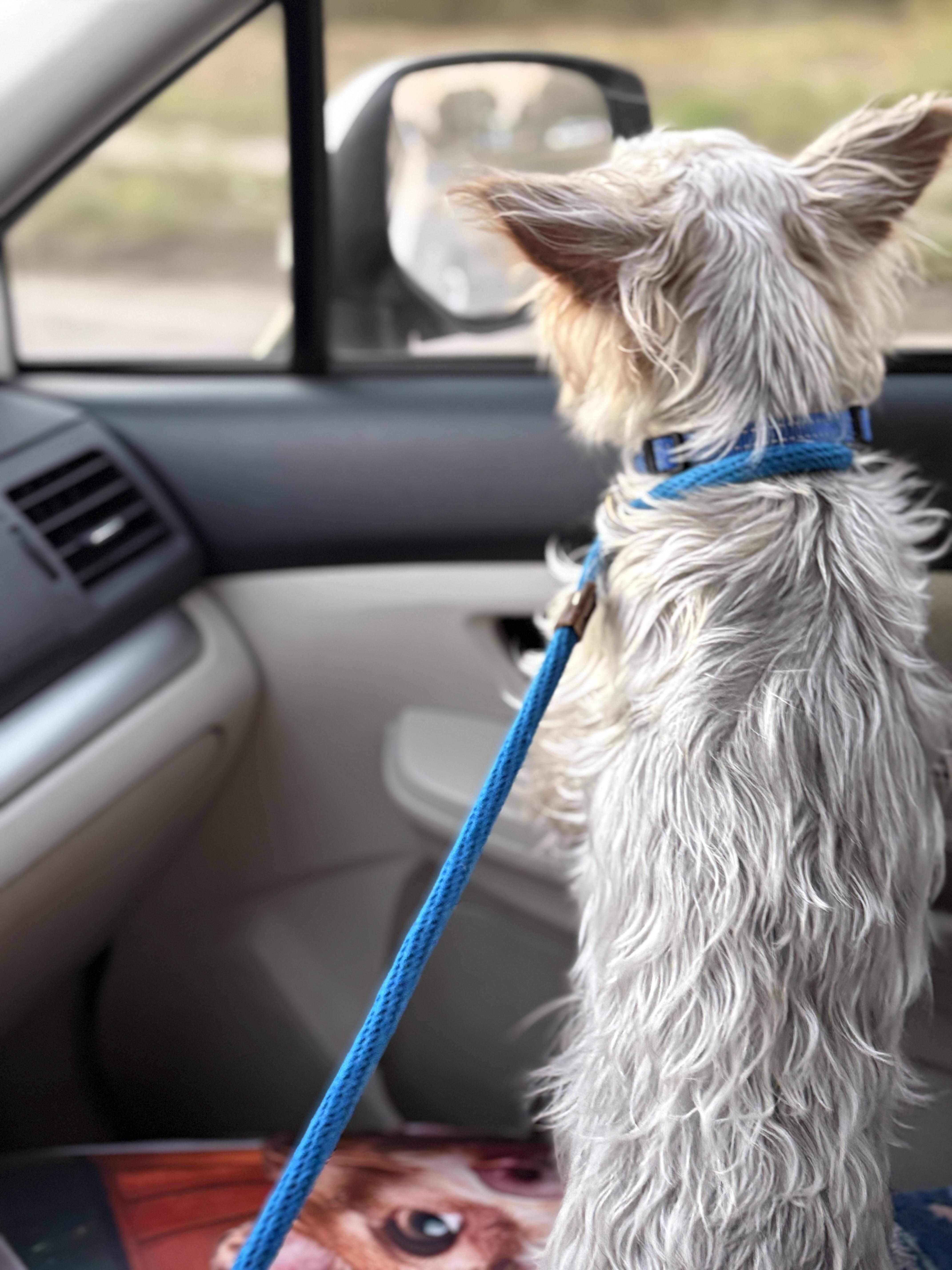 Enlarge Tucker, a Adoptable Yorkshire Terrier in Houston, TX image 6/6